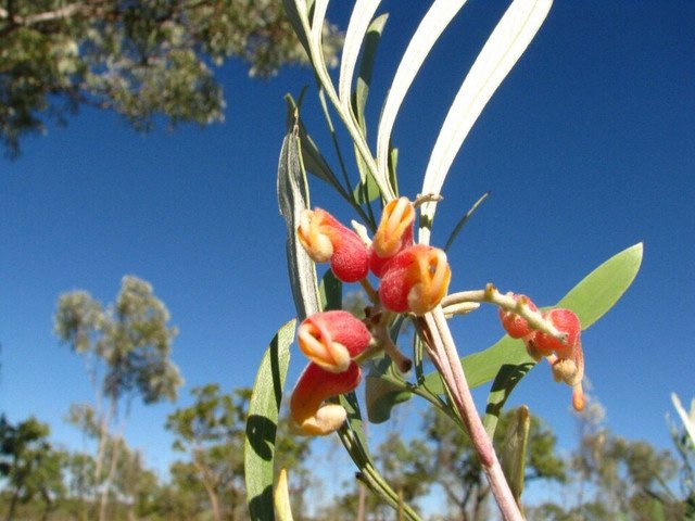 RCY 5 AU Seeds Silver leaf Grevillea refracta