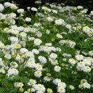 RCY Chrysanthemum parthenium Feverfew Tall Single White 100 AU seeds