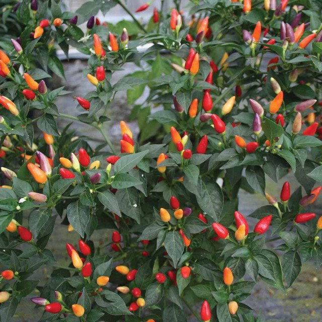 RCY New Chilli Mexico Twilight 30 AU Seeds