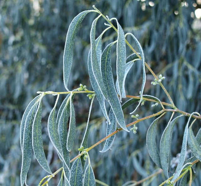 RCY 20 AU Seeds Tasmanian Blue Gum Eucalyptus globulus