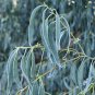 RCY 20 AU Seeds Tasmanian Blue Gum Eucalyptus globulus