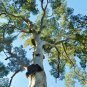 RCY 20 AU Seeds Tasmanian Blue Gum Eucalyptus globulus