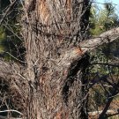 RCY 100 AU Seeds Woollybutt Eucalyptus longifolia