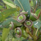 RCY 50 AU Seeds Grey Gum Large fruited Eucalyptus canaliculata