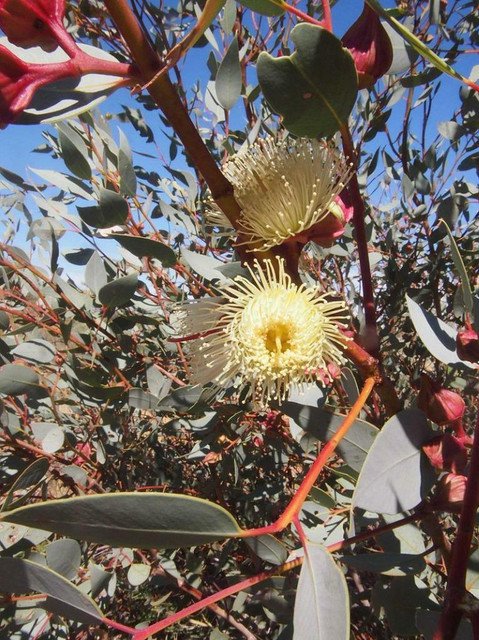 RCY 50 AU Seeds Red Bud Mallee Eucalyptus pachyphylla