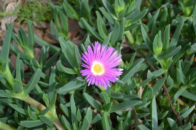 RCY Coastal Pigface Carpobrotus virescens 25 AU Seeds Fresh