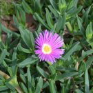 RCY Coastal Pigface Carpobrotus virescens 25 AU Seeds Fresh