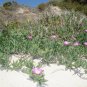 RCY Coastal Pigface Carpobrotus virescens 25 AU Seeds Fresh