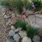 RCY Stylidium graminifolium Grass Triggerplant 50 AU seeds