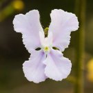 RCY Stylidium affine Queen Triggerplant 25 AU seeds