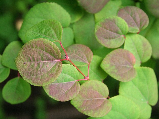 RCY Cercidiphyllum Japonicum Katsura Tree 40 AU Seeds