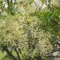 RCY Himalayan Ash Fraxinus Griffithii 100 Seeds Fresh