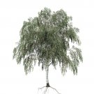 RCY Betula Papyrifera Paper Birch 50 AU Seeds