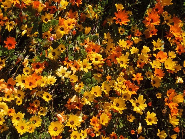 RCY Cape Marigold Dimorphotheca sinuata 100 AU Seeds Fresh