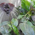 RCY Black Bat Flower Tacca chantrieri 10 AU Seeds Fresh
