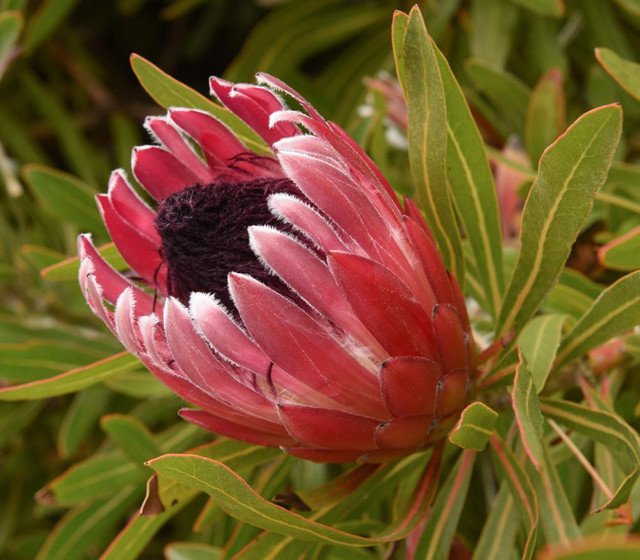 RCY 5 AU seeds Stink Leaf Sugar bush Protea susannae