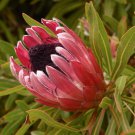 RCY 5 AU seeds Stink Leaf Sugar bush Protea susannae