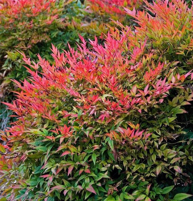RCY Nandina domestica Heavenly Bamboo 30 AU Seeds