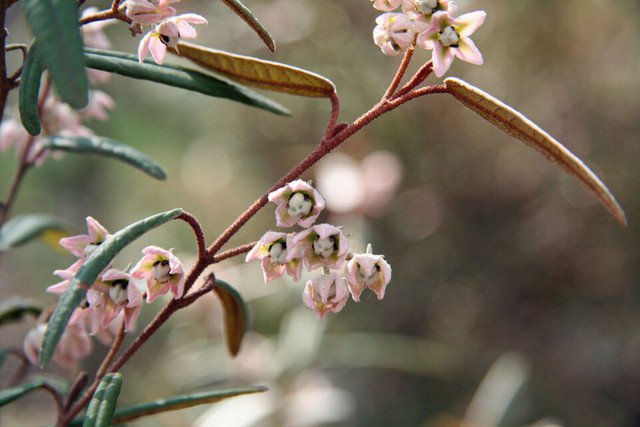 RCY Lasiopetalum baueri Slender Velvet Bush 50 AU Seeds