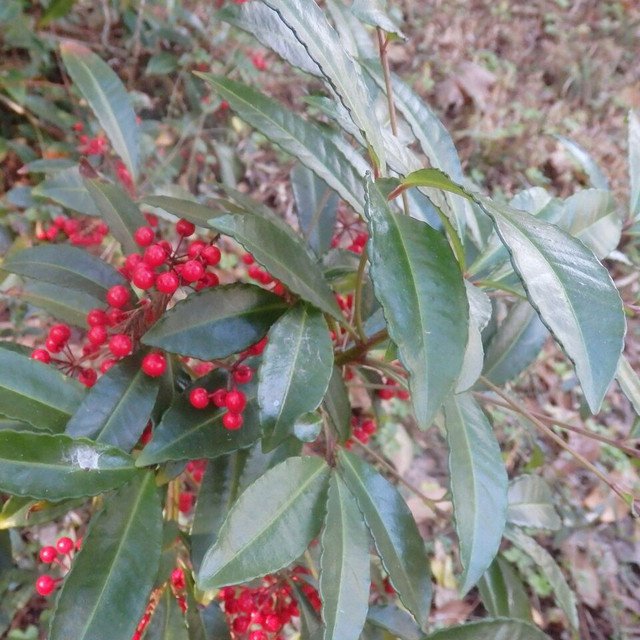 RCY 20 AU Seeds Coral Ardisia humilis