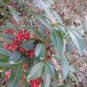RCY 20 AU Seeds Coral Ardisia humilis