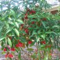 RCY 20 AU Seeds Coral Ardisia humilis