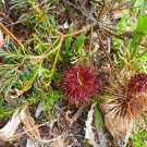 RCY Violet Banksia Violacea 10 AU Seeds Fresh