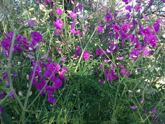 RCY Swainsona Galegifolia Smooth Darling Pea 40 AU Seeds