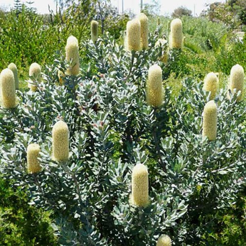 RCY 5 AU seeds Sceptre Banksia sceptrum