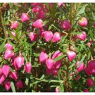 RCY 10 AU Seeds Bushy Boronia Fastigiata