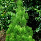 RCY Regelia velutina Gondwana Christmas Tree 30 AU Seeds