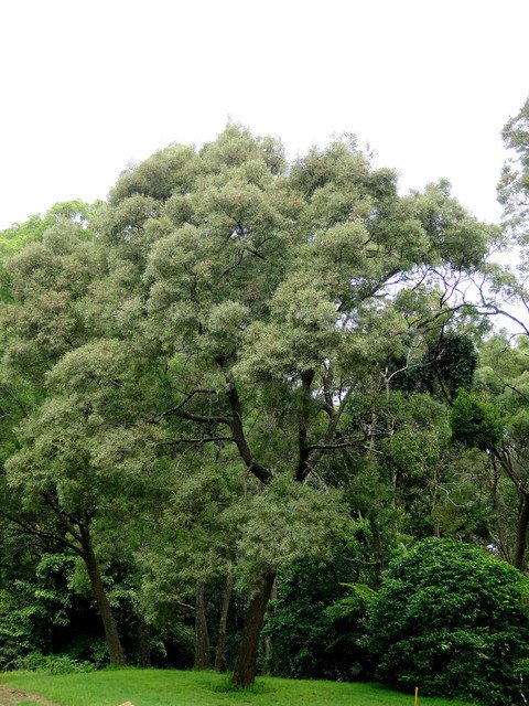 RCY Blackwood Acacia melanoxylon 20 seeds Fresh