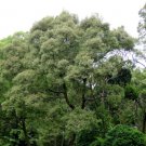 RCY Blackwood Acacia melanoxylon 20 seeds Fresh