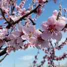RCY Leptospermum squarrosum Peach Blossom TeaTree 50 AU Seeds