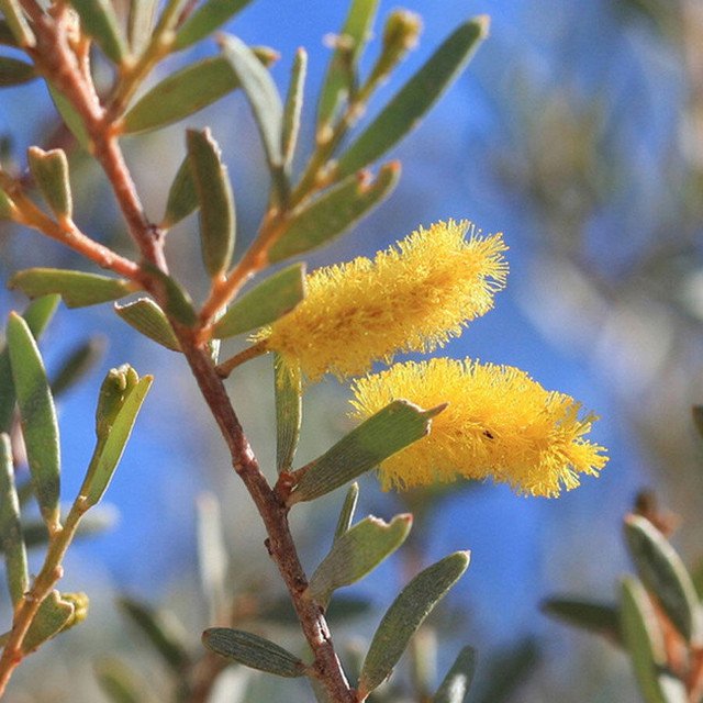 RCY Mulga Wattle Acacia aneura 30 AU seeds Fresh