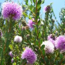 RCY Melaleuca nesophila Showy Honey Myrtle 200 AU seeds
