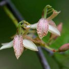RCY Tamarindus indica Tamarind 4 AU Seeds
