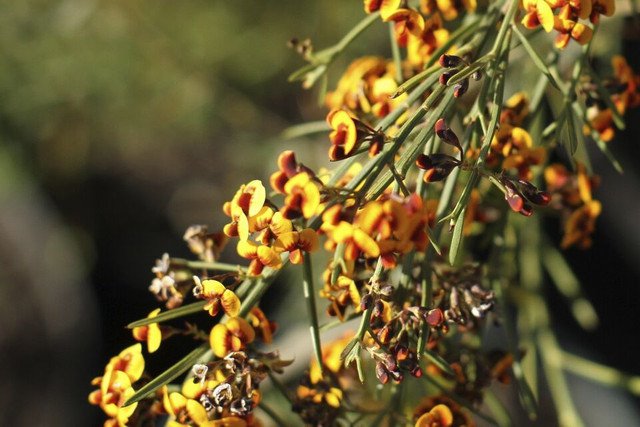 RCY 30 AU Seeds Broad leaved bitter pea Daviesia latifolia