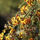 RCY 30 AU Seeds Broad leaved bitter pea Daviesia latifolia