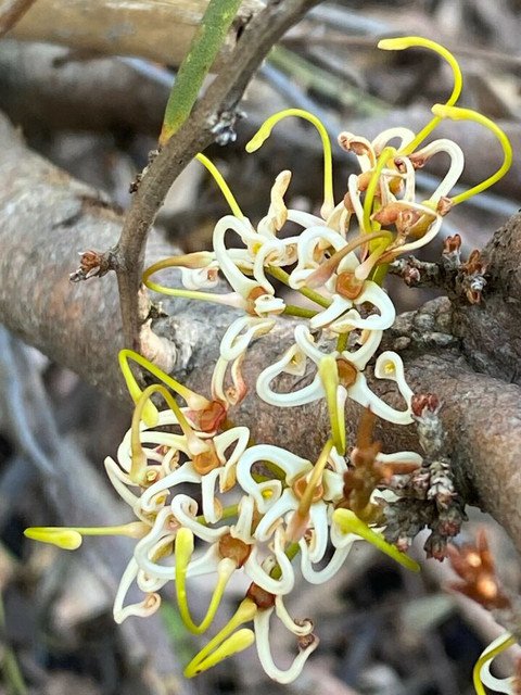 RCY 5 AU Seeds Peach Hakea Platysperma
