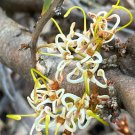 RCY 5 AU Seeds Peach Hakea Platysperma