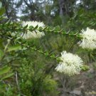 RCY 200 AU Seeds Scented Paperbark Melaleuca squarrosa