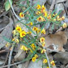 RCY 30 AU Seeds Fiery Flowered Bossiaea preissii