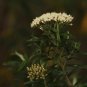 RCY 50 AU Seeds Shiny Cassinia longifolia