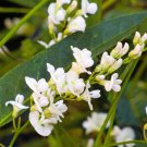 RCY 10 AU Seeds White Coral Pea Hardenbergia Violacea Alba