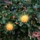RCY 5 AU Seeds Urchin dryandra praemorsa