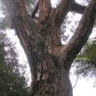 RCY Southern Mahogany Eucalyptus botryoides 200 AU Seeds Fresh