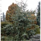RCY Abies pinsapo Spanish Fir 10 AU Seeds