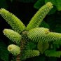 RCY Abies pinsapo Spanish Fir 10 AU Seeds