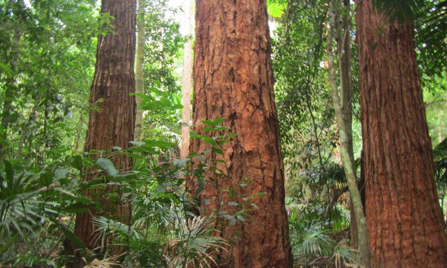 RCY Eucalyptus Microcorys Tallow Wood 100 AU Seeds
